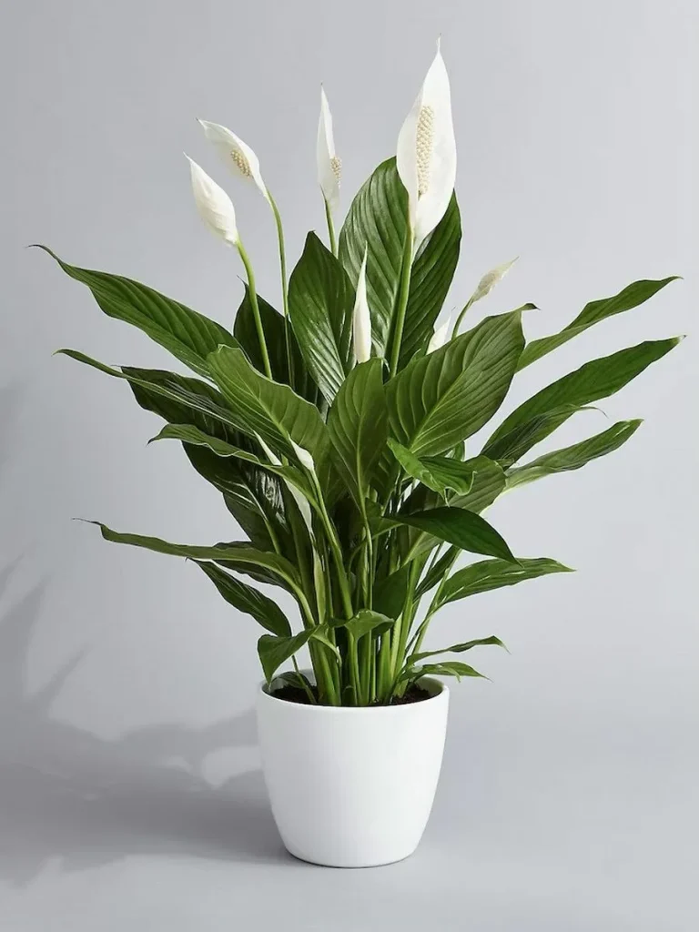 Indoor Plants as Gifts