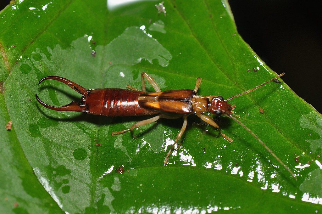 7 Powerful Strategies to Stop Earwigs from Devouring Your Garden