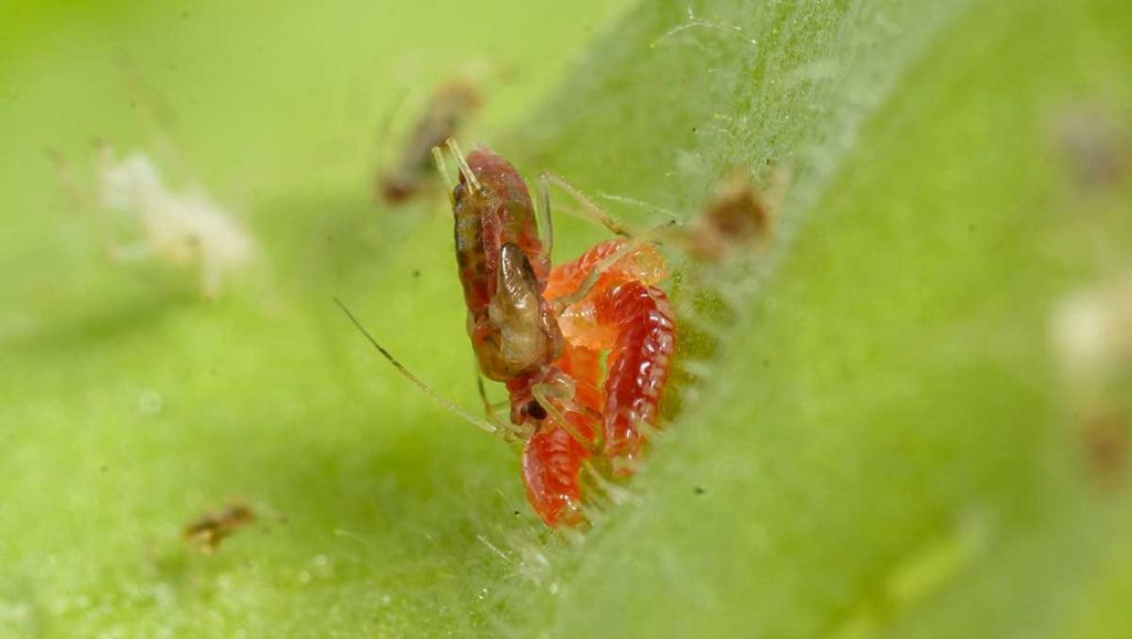 Indoor Plant Pests