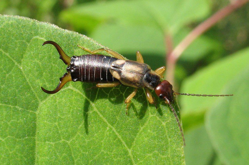 earwigs eating plants