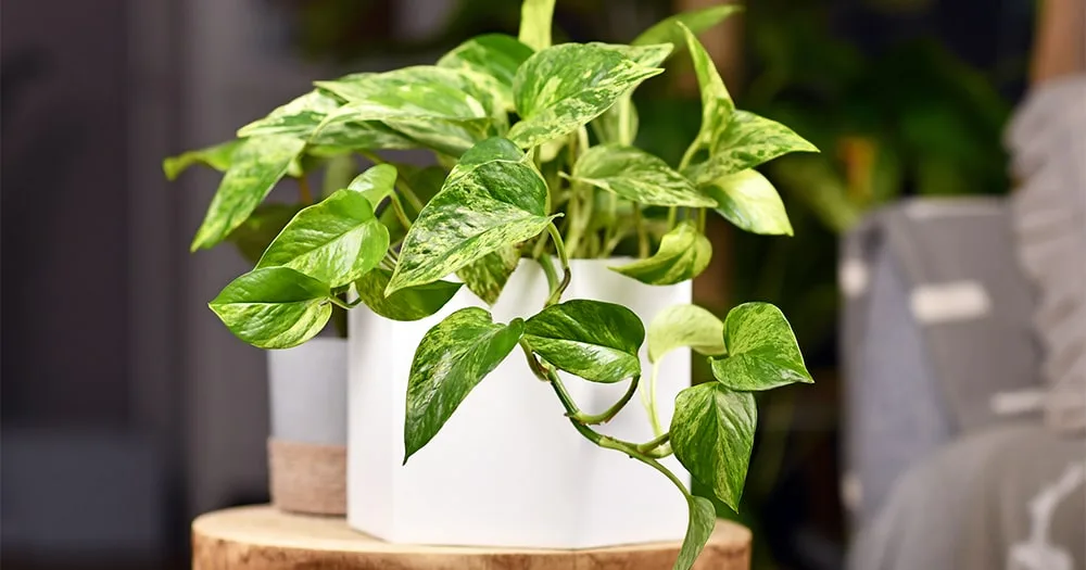 Indoor Plants as Gifts