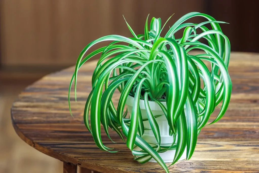 Indoor Plants as Gifts