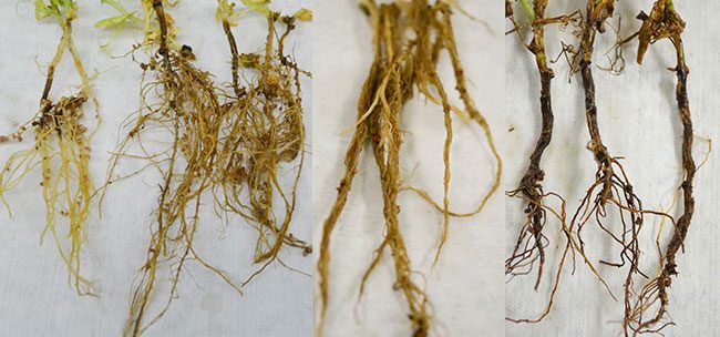 root rot