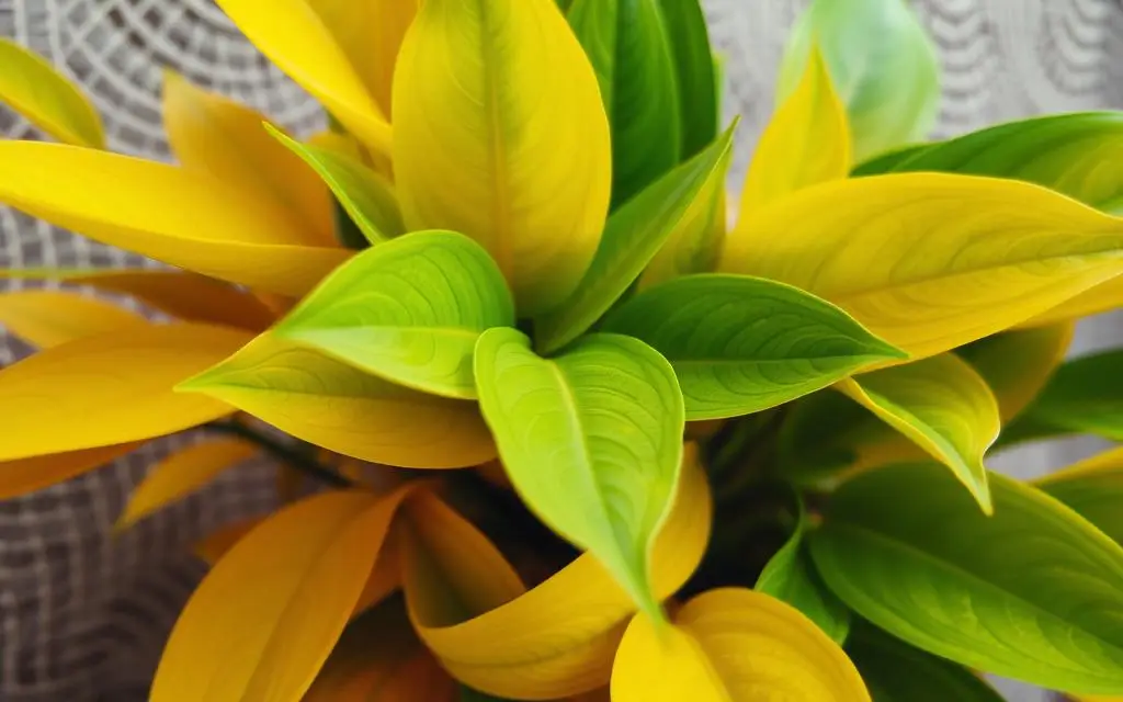 Yellowing Leaves in Indoor Plants