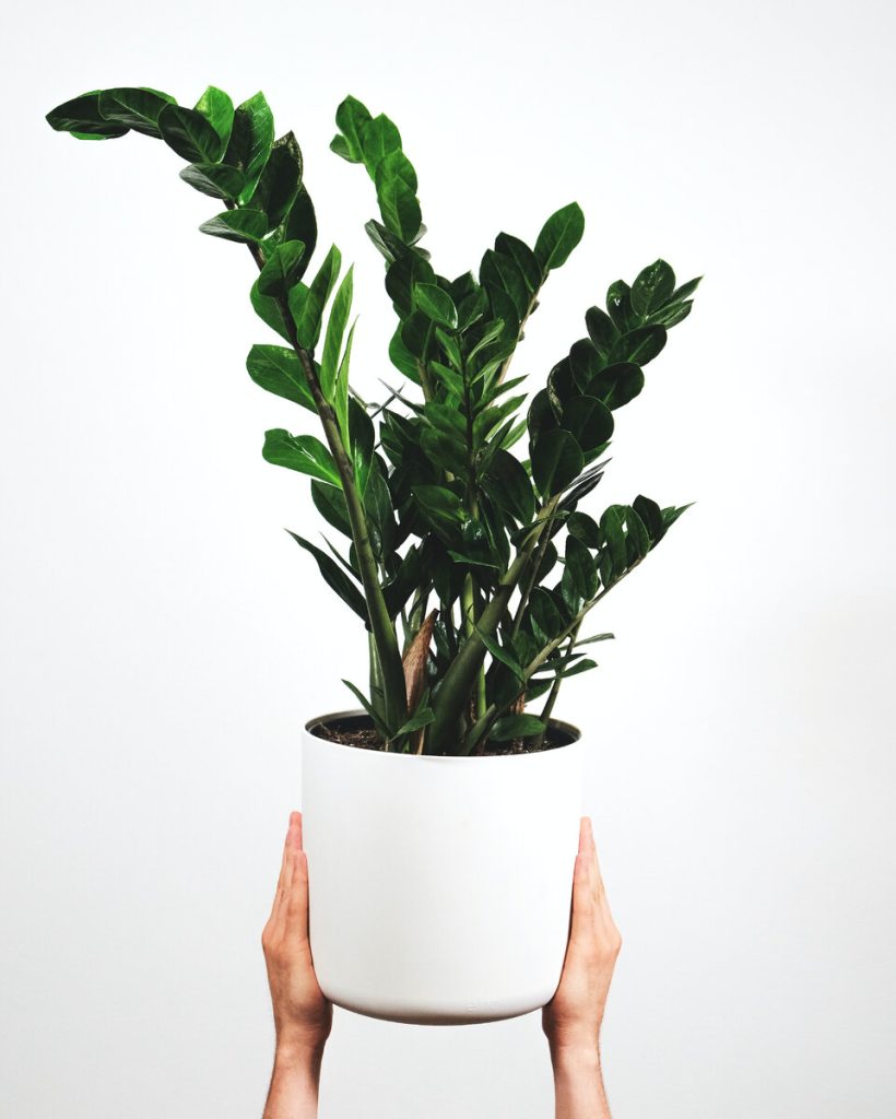 Indoor Plants as Gifts