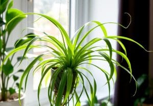 easy to grow spider plant