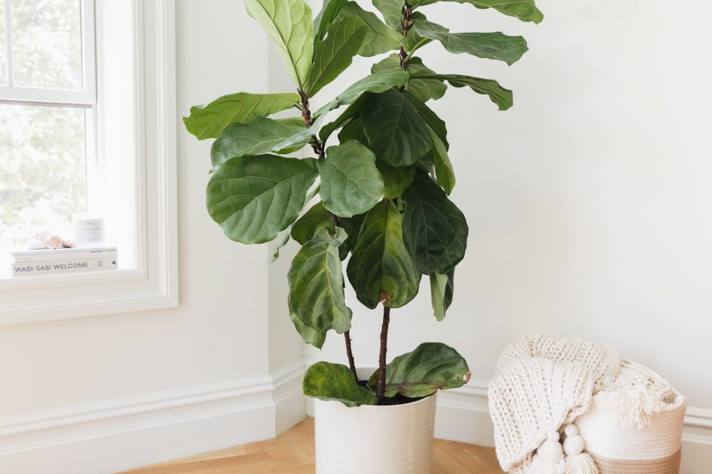 Indoor Plants as Gifts