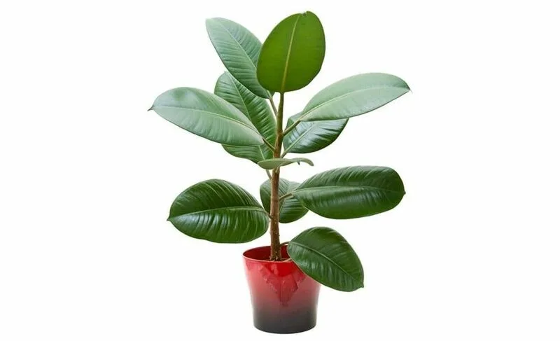 Indoor Plants as Gifts