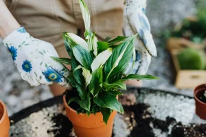 peace lily spathiphyllum