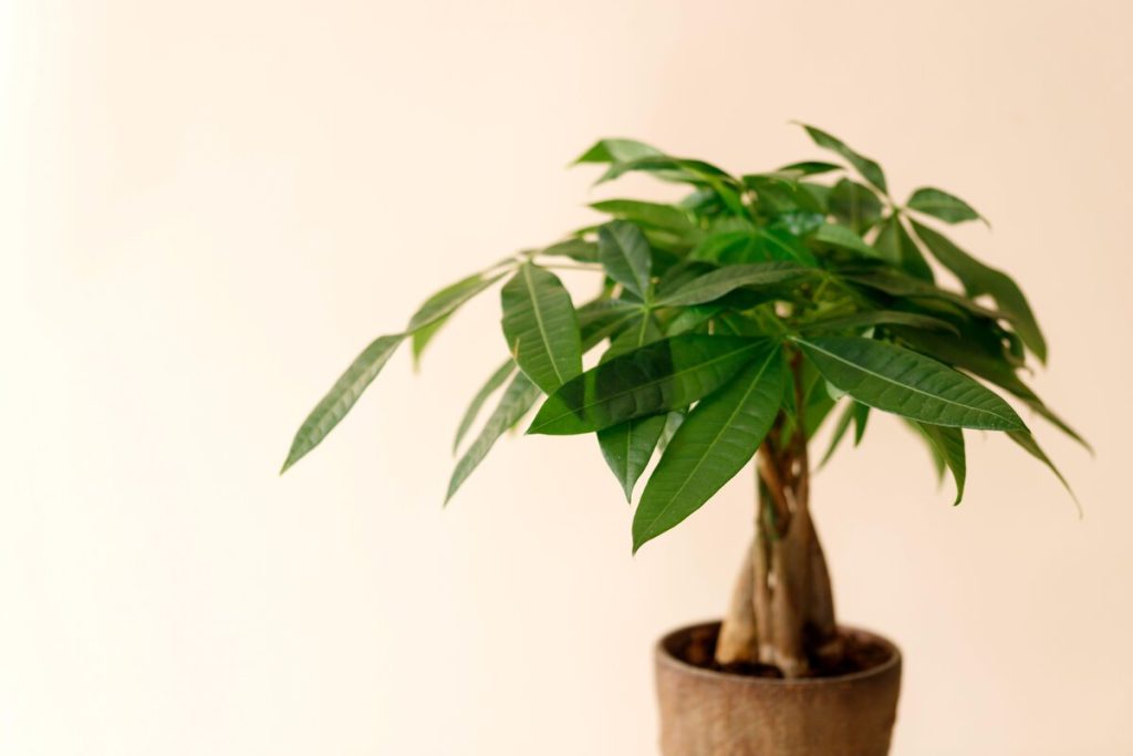 Indoor Plants as Gifts