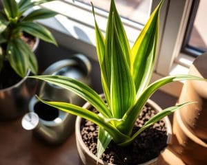 snake plant care tips-for beginners