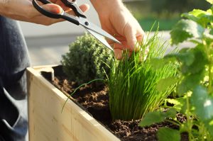 Herb Gardening