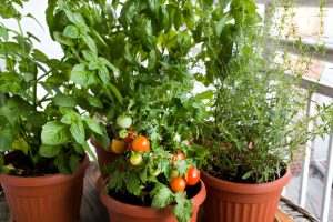 Cherry Tomatoes Indoors