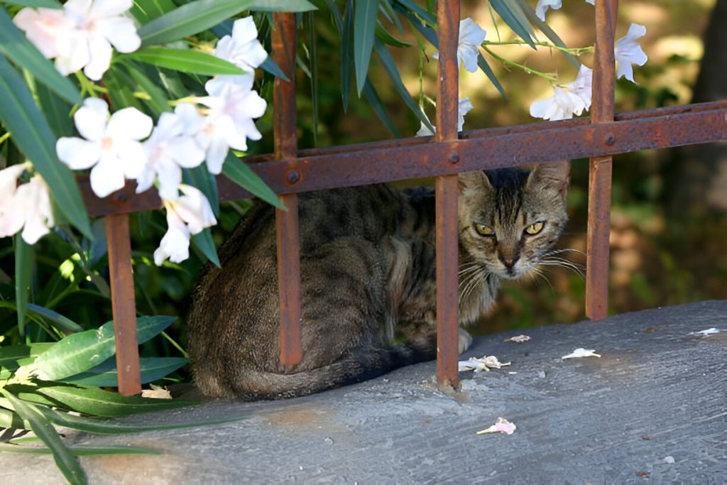 Oleander