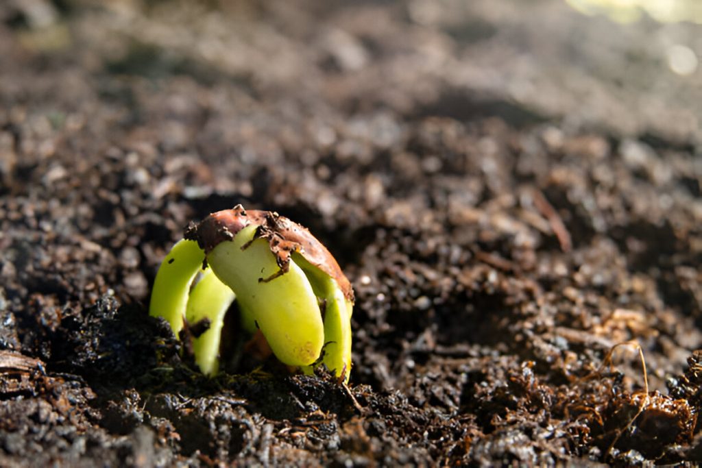 Green Bean Seeds Indoors