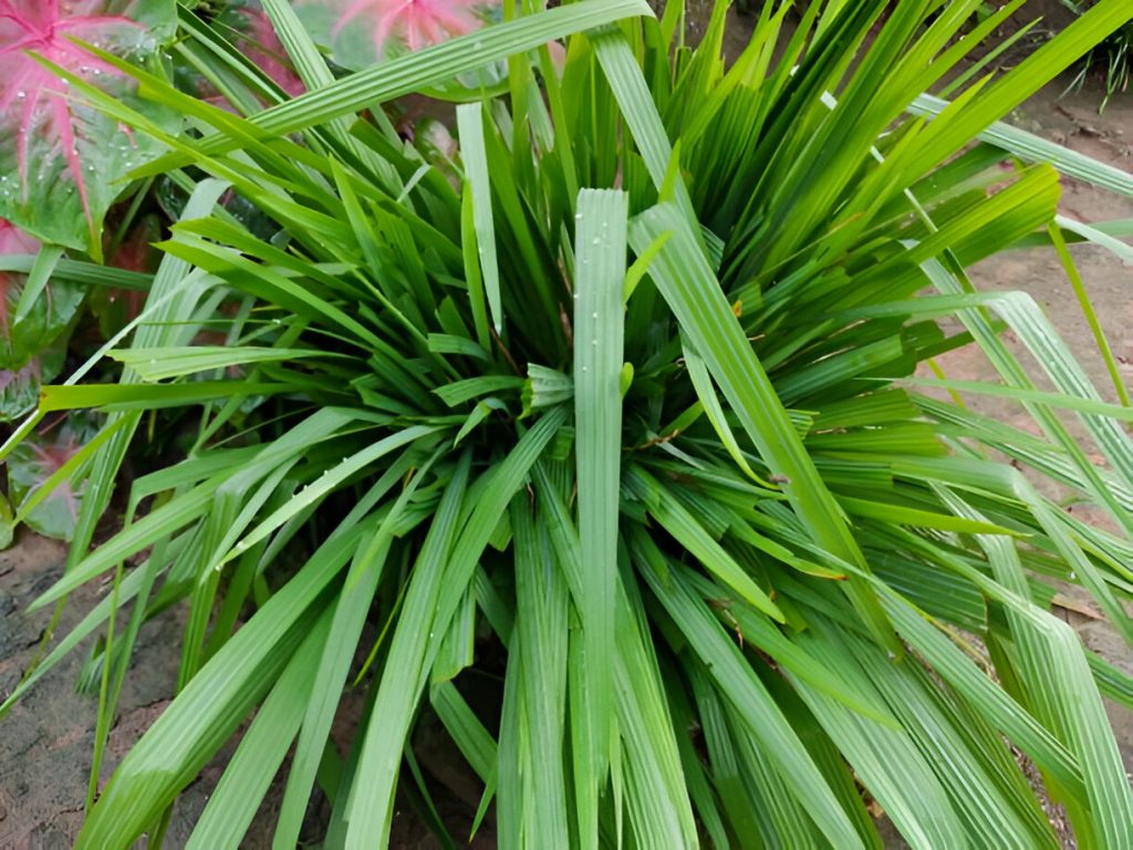 mosquito repellent plants