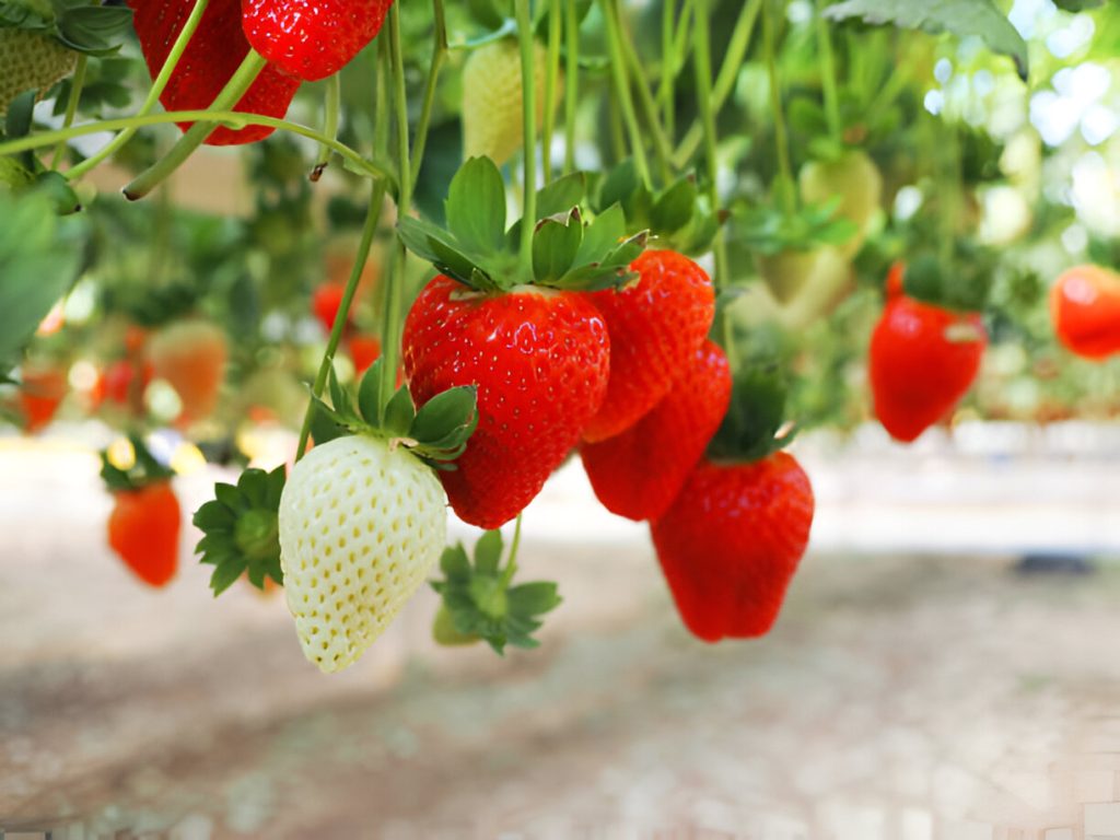 Hydroponic Strawberries