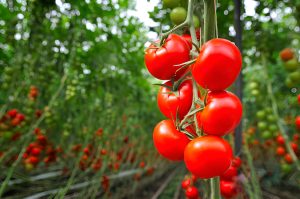 Tomatoes Indoors