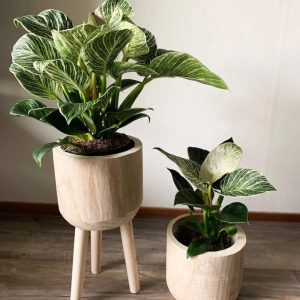 Philodendron Birkin