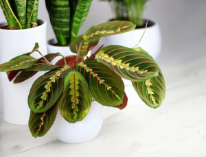 prayer plant