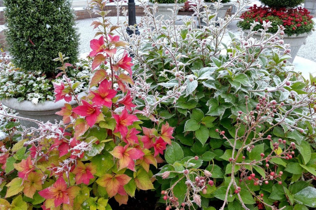 7 Top Winter-Blooming Plants to Brighten Your Landscape in 2025 8 Winter Honeysuckle