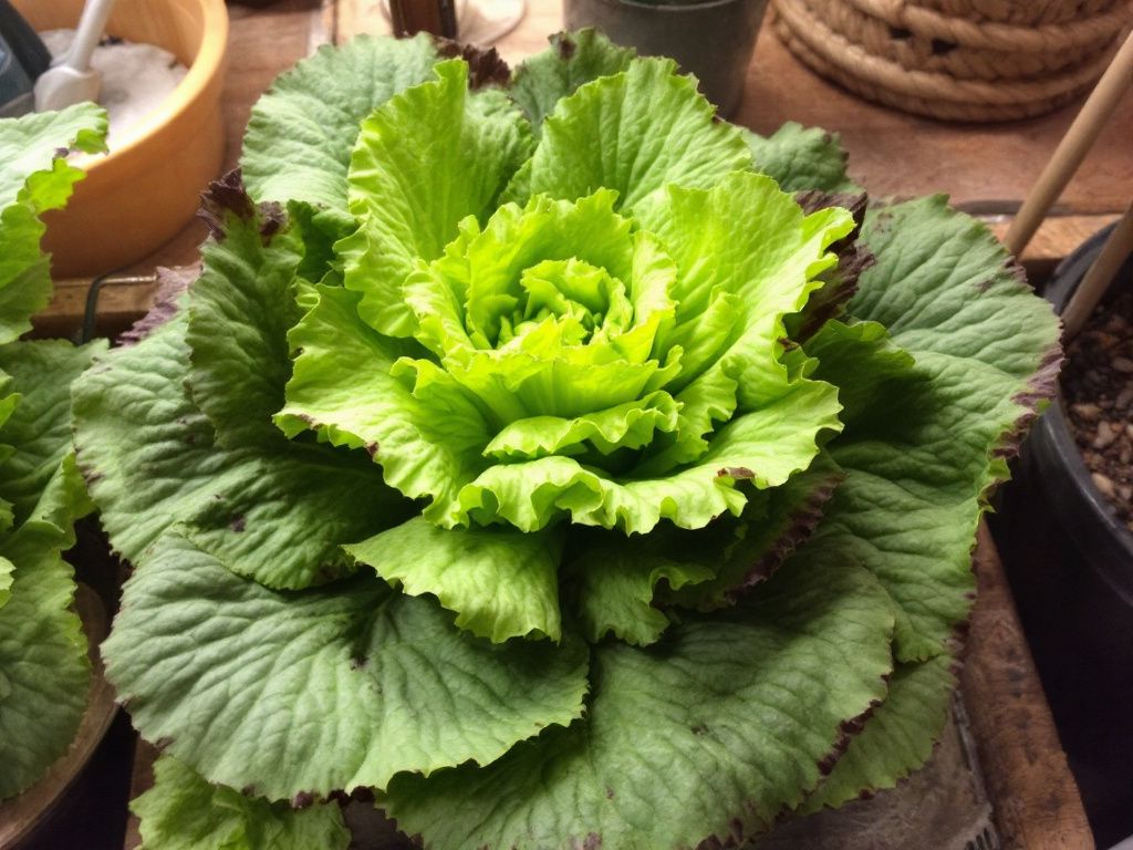 Indoor Lettuce Gardening