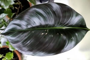 Philodendron Dark Lord