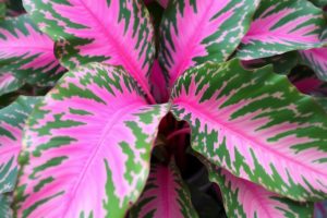 Philodendron