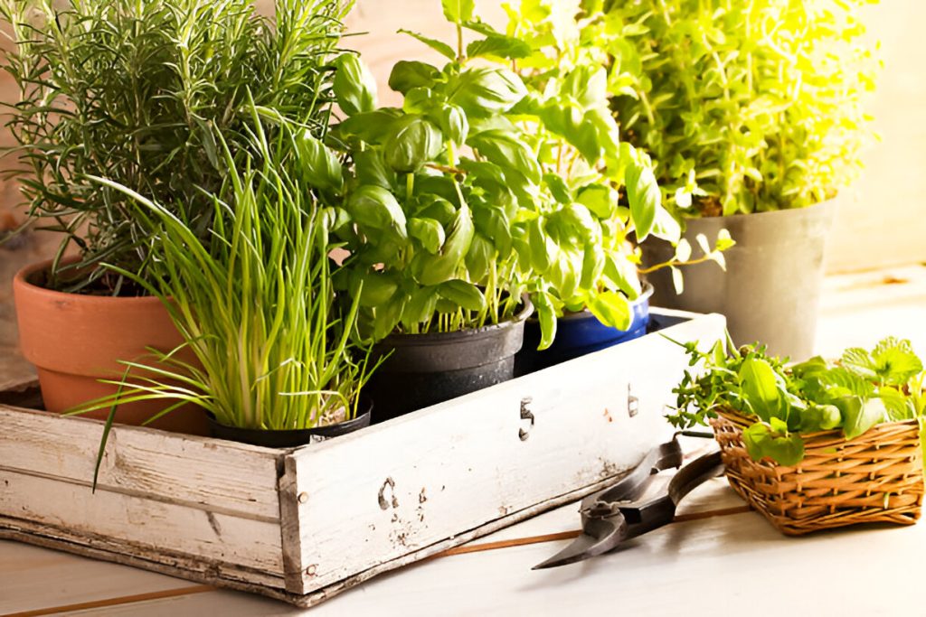 Growing Perennial Herbs for Long-Term Growth 1 Oregano