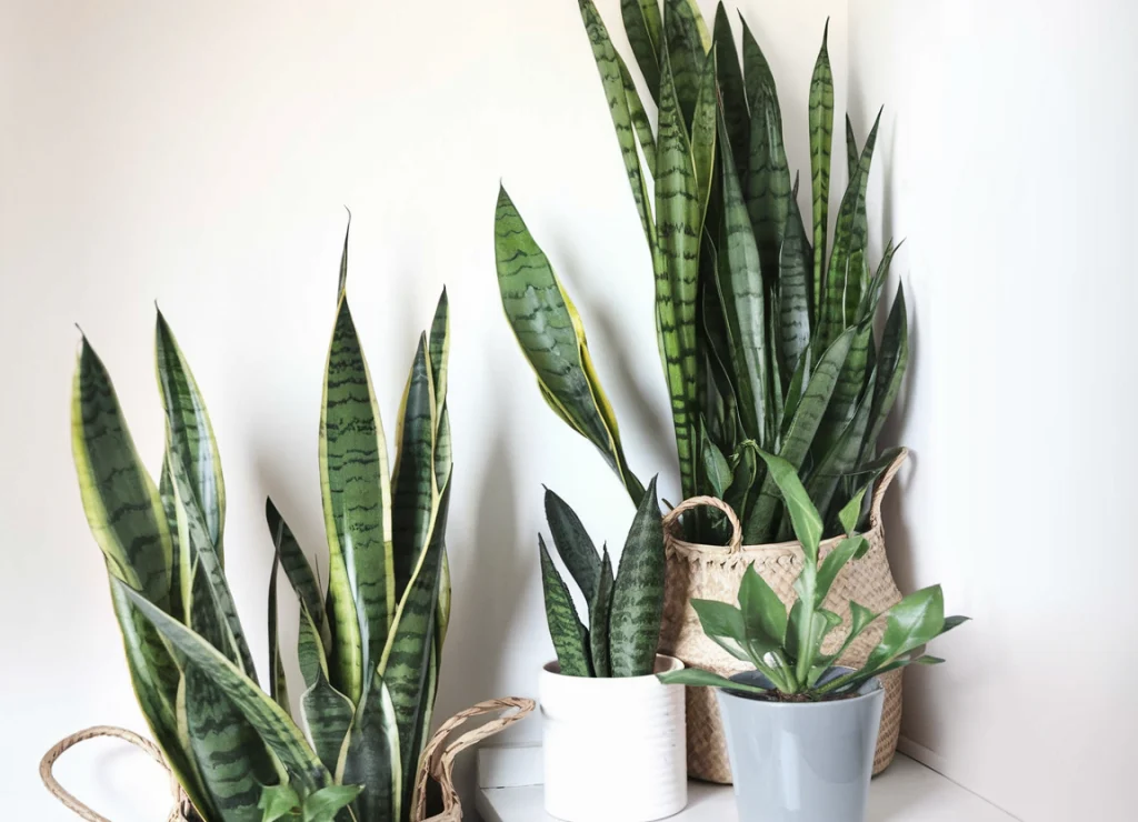 5 Houseplants That Will Thrive in Your Kitchen 3 Houseplants That Will Thrive in Your Kitchen